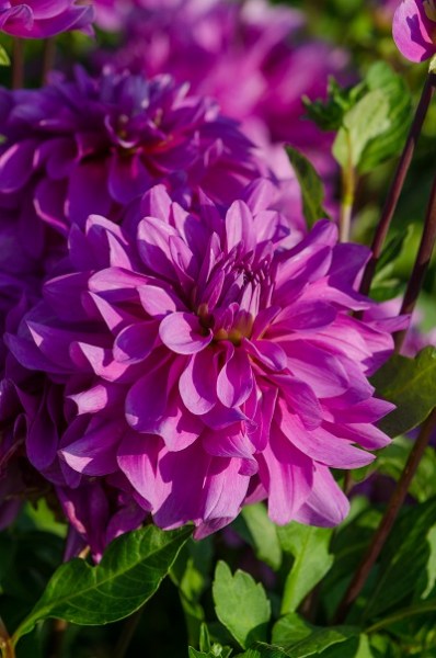 Dahlia Bluetiful